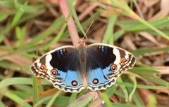 Junonia orithya