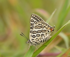 Aphnaeus lilacinus