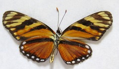 Eresia ithomioides alsina