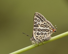 Aphnaeus lilacinus
