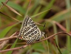 Aphnaeus lilacinus