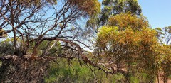 Eucalyptus oleosa