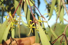 Lorantheae
