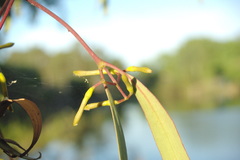 Lorantheae