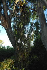 Lorantheae