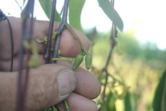 Lorantheae