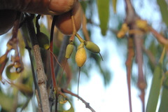 Lorantheae