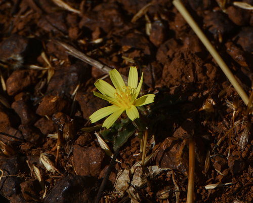 Image of Launaea sarmentosa by no rights reserved