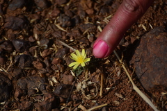 Launaea sarmentosa