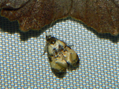 Phalonidia memoranda