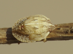 Odontotarsus intermedius