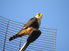 Falco femoralis