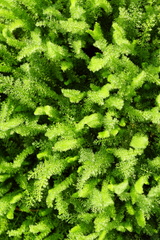 Achillea millefolium
