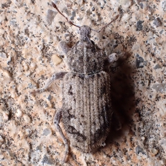 Listroderes difficilis