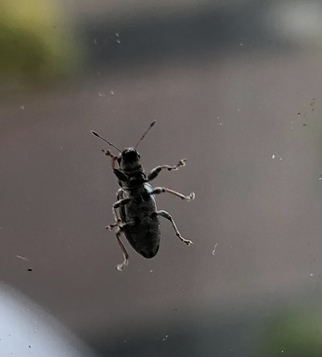 Sitona from Eglingham Way, Morpeth, England, GB on November 28, 2020 at