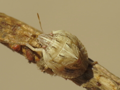Odontotarsus intermedius