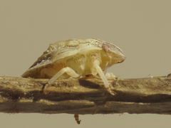 Odontotarsus intermedius