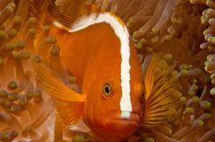 Amphiprion sandaracinos