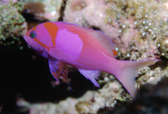Pseudanthias pleurotaenia