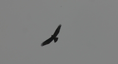 Buteo buteo