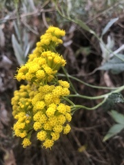 Senecio hypoleucus