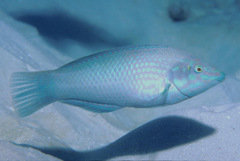 Halichoeres chloropterus