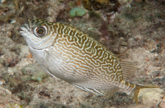 Siganus spinus