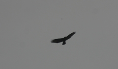 Buteo buteo
