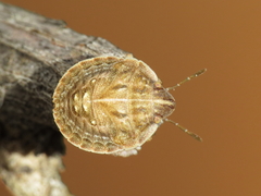 Odontotarsus