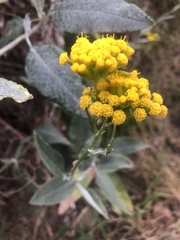 Senecio hypoleucus