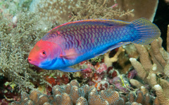 Cirrhilabrus chaliasi