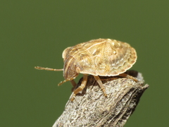 Odontotarsus