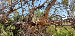Eucalyptus oleosa