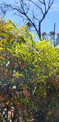 Eucalyptus oleosa