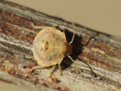Ventocoris falcatus