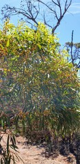 Eucalyptus oleosa
