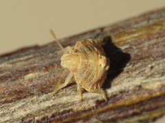 Ventocoris falcatus