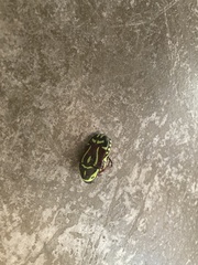 Eupoecila australasiae