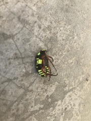 Eupoecila australasiae