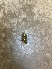 Eupoecila australasiae