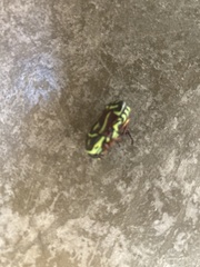 Eupoecila australasiae