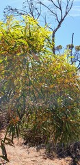 Eucalyptus oleosa
