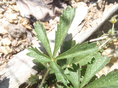 Potentilla subviscosa