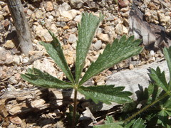Potentilla subviscosa