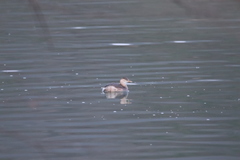 Tachybaptus ruficollis