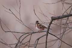 Emberiza rustica