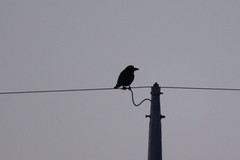 Corvus macrorhynchos