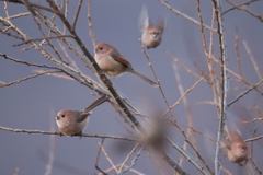 Sinosuthora webbiana