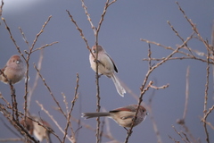 Sinosuthora webbiana