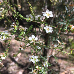 Harmogia densifolia